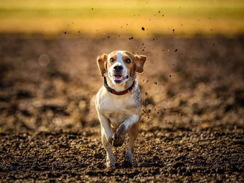 Avoid using any disinfecting products containing bleach, even when diluted it can still pose a threat to your canine companion as it's highly toxic when consumed.