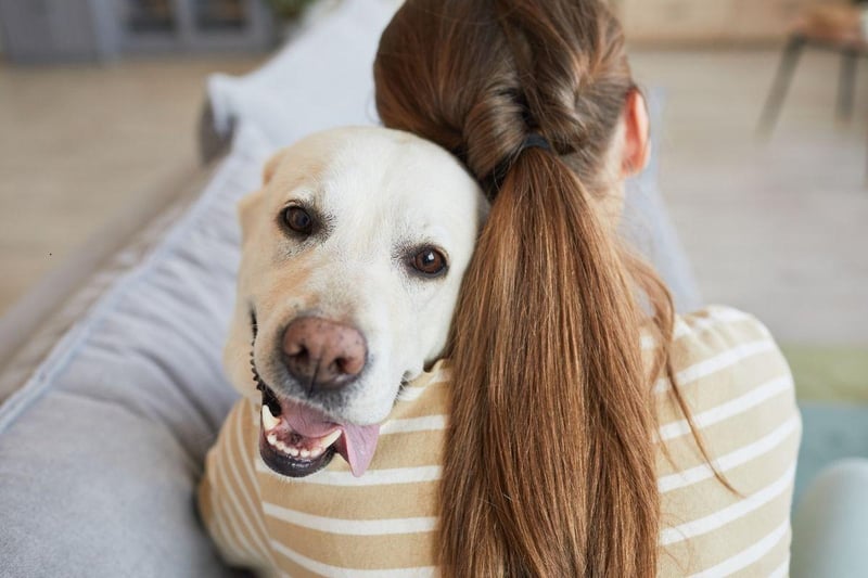 Any Labrador owner who has found their dog waiting patiently for them outside the bathroom will be able to tell you how much this breed loves their human. The negative part of this is that the world's most popular dog is also one of the most likely to suffer from separation anxiety.