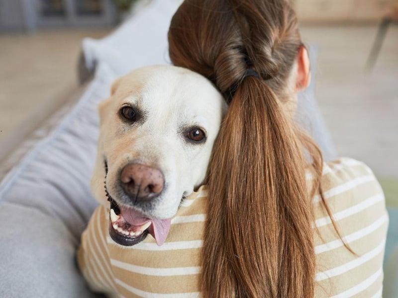 Any Labrador owner who has found their dog waiting patiently for them outside the bathroom will be able to tell you how much this breed loves their human. The negative part of this is that the world's most popular dog is also one of the most likely to suffer from separation anxiety.