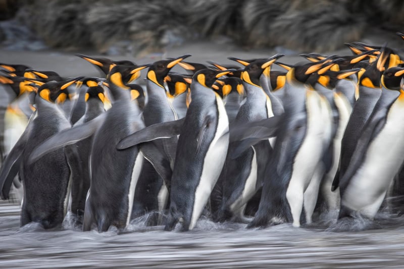 A British wildlife photographer has selected some of his finest king penguin images to celebrate World Penguin Day. Wimbledon-based Paul Goldstein snapped the distinctive birds on a recent expedition he led to South Georgia.