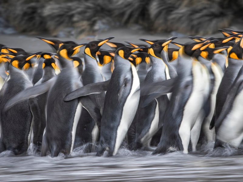 A British wildlife photographer has selected some of his finest king penguin images to celebrate World Penguin Day. Wimbledon-based Paul Goldstein snapped the distinctive birds on a recent expedition he led to South Georgia.