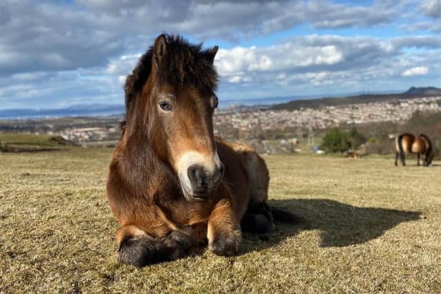 Exmoor ponies are thought to closely resemble the primitive wild horses that roamed the UK thousands of years ago. Their particular grazing skills have made them popular as eco-friendly mowers for conservation and rewilding schemes