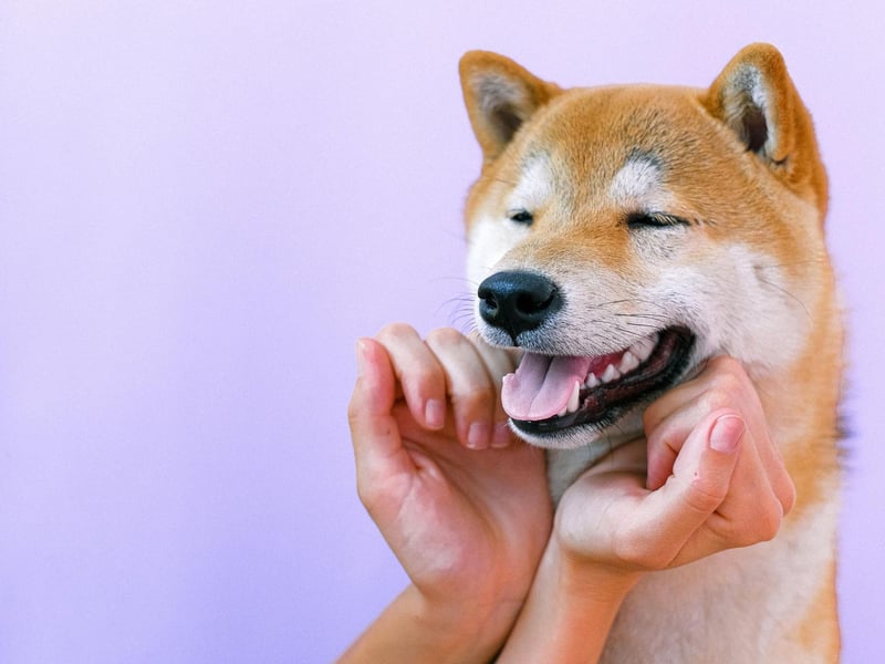 The Shiba Inu is well known for being very difficult to train. Even when they are though, there's no way of knowing if they will bother putting their training into practice.