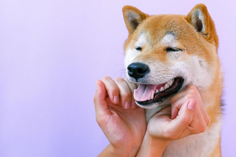 The Shiba Inu is well known for being very difficult to train. Even when they are though, there's no way of knowing if they will bother putting their training into practice.