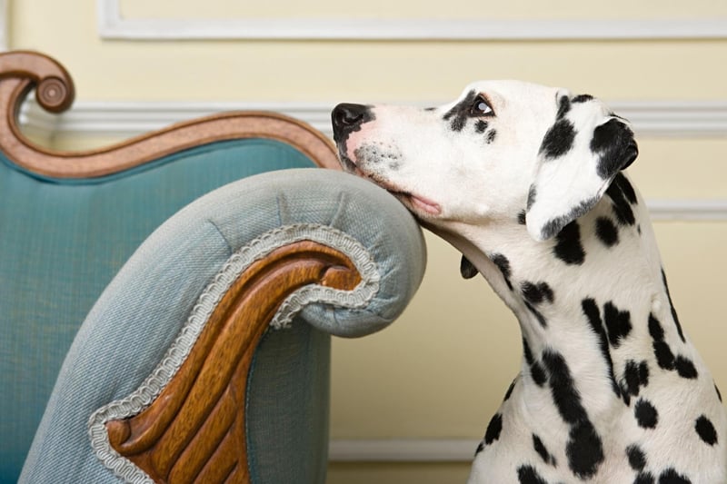 Another breed of 'velcro dog' the Dalmation shouldn't be left alone for more than two hours. If they suffer from separation anxiety you'll know because they'll destroy anything they can get their paws on.