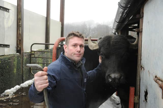 Steve Mitchell at the shed where his Buffalo are kept (Pic: George McLuskie)