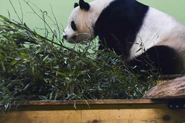 Wildlife charity RZSS, which runs Edinburgh Zoo, is among the victims to the Blackbaud cyber attack. Pic: Lisa Ferguson
