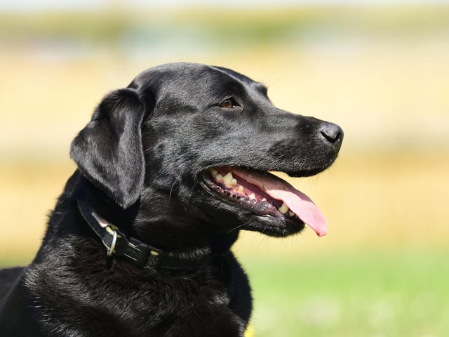 Many common house plants are toxic for dogs. Some plants which are dangerous include aloe vera, holly, lilies, spider plants and herbs which you’re likely to grow, such as rosemary. But as it gets warmer, you should also take steps to avoid your canine getting closer to summer plants which can also be toxic. This includes azaleas, cyclamen roots, elderberries, foxgloves, hyacinths and rhododendrons.