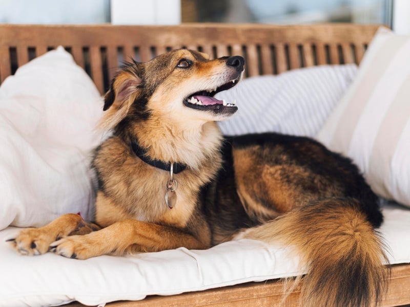 Be careful of strangers asking you a lot of questions - always be wary of an unknown person asking unusual or constant questions about your dog (both on and offline).
