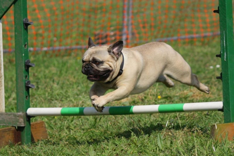 Top of the charts when it comes to Pug names is Doug. It's short for the Gaelic name Douglas, meaning 'dark water'.