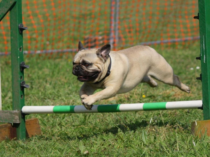 Top of the charts when it comes to Pug names is Doug. It's short for the Gaelic name Douglas, meaning 'dark water'.