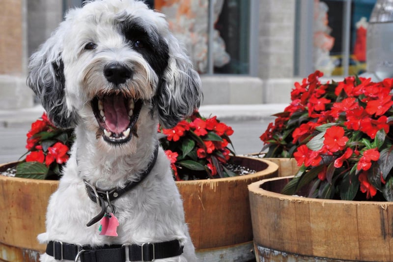 Dogs that have hair, rather than fur, are always trickier to keep in good condition, and the active and intelligent Portuguese Water Dog is a case in point. Regular brushing, bathing, and trimming is a must for this breed.