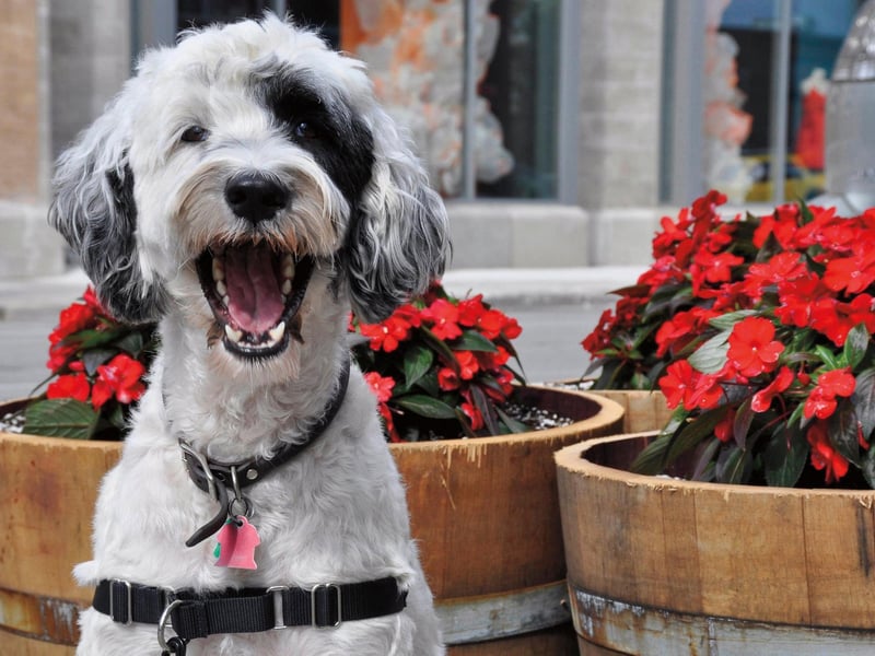 Dogs that have hair, rather than fur, are always trickier to keep in good condition, and the active and intelligent Portuguese Water Dog is a case in point. Regular brushing, bathing, and trimming is a must for this breed.