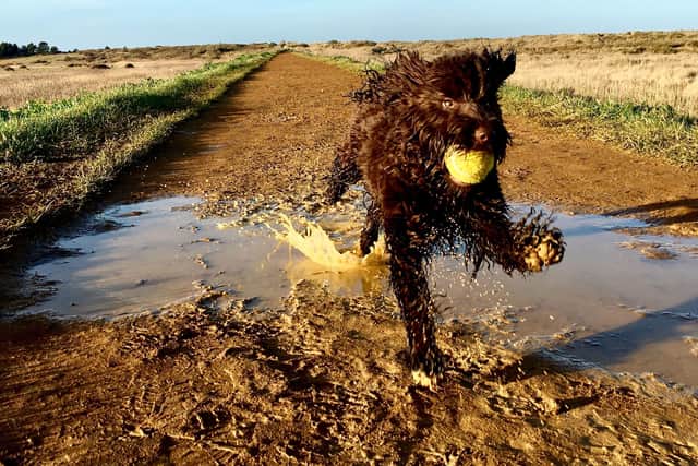 Shelina Duke says that popular cockapoos are often misunderstood - Animal News Agency