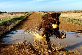 Shelina Duke says that popular cockapoos are often misunderstood - Animal News Agency
