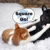 Officially a 'square go' refers to an unarmed brawl, and it is something you exclaim when you're challenging someone to fight you.