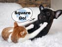 Officially a 'square go' refers to an unarmed brawl, and it is something you exclaim when you're challenging someone to fight you.