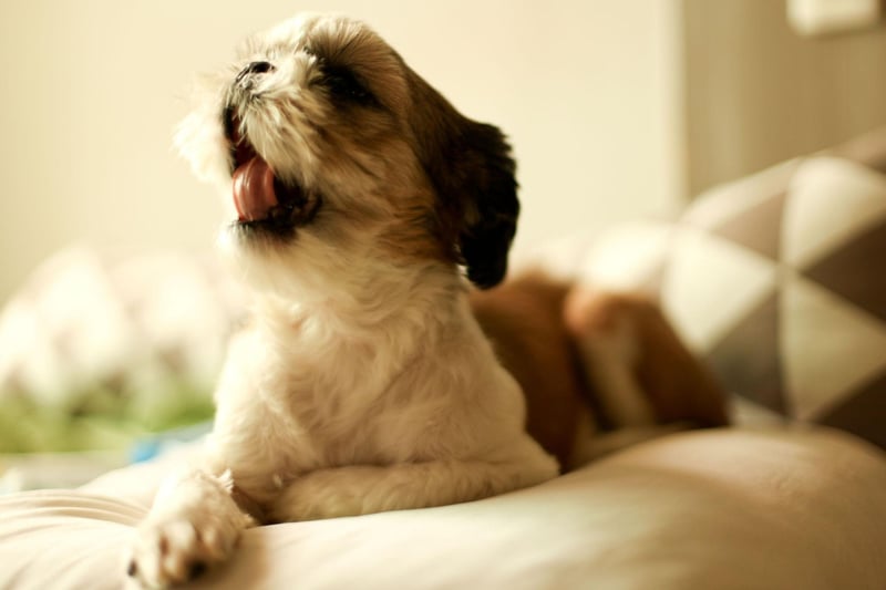Celebrity Shih Tzu owners include Nicole Richie, Mariah Carey, Beyoncé, Colin Farell and Bill Gates.