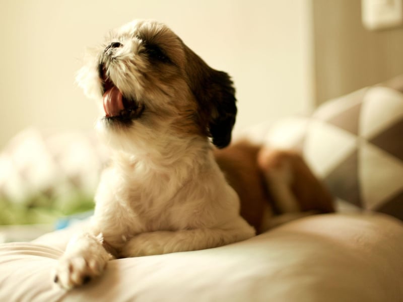 Celebrity Shih Tzu owners include Nicole Richie, Mariah Carey, Beyoncé, Colin Farell and Bill Gates.