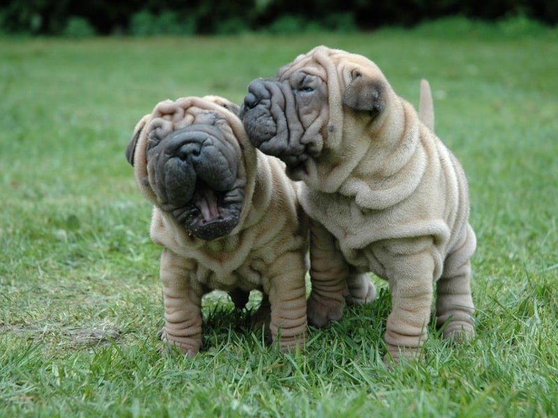 Those adorably wrinkled faces may look cute and friendly bit don't be fooled - the Shar-Pei is a stubborn breed that often takes every trick in the book to train. If you don't know dogs, the frustration could put you off them for life.