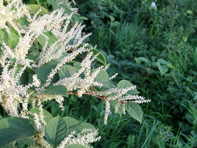 The Japanese knotweed is one of the most invasive plants. It has bamboo-like stems and clusters of small white flowers which can cause significant damage to property and infrastructure. It is difficult to eradicate once established, making it even more important to avoid in your garden. If you’ve spotted the Japanese knotweed growing in your garden, it’s important to get professional help to remove it, as even the smallest piece of stem left in the ground can regrow. If you’re selling a property, make sure to get a professional survey done by an RICS surveyor. This will help protect you from any legal action from buyers if knotweed is later discovered on the property. Fines for the Japanese knotweed can go up to £34,000, but a recent lawsuit against a seller whose property had the plant came to £200,000. So, it’s essential to be cautious when it comes to this criminal plant!