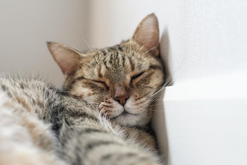 Cats do not like to feel vulnerable, so if they are sleeping alongside you, on your lap or just around you - they love you and feel comfortable around you.