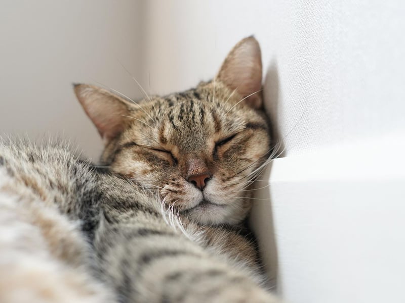 Cats do not like to feel vulnerable, so if they are sleeping alongside you, on your lap or just around you - they love you and feel comfortable around you.