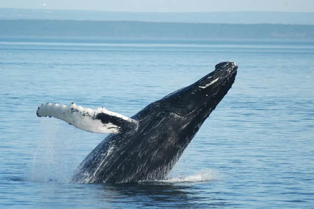 Whale watching in Quebec. Pic: PA Photo/Trailfinders.