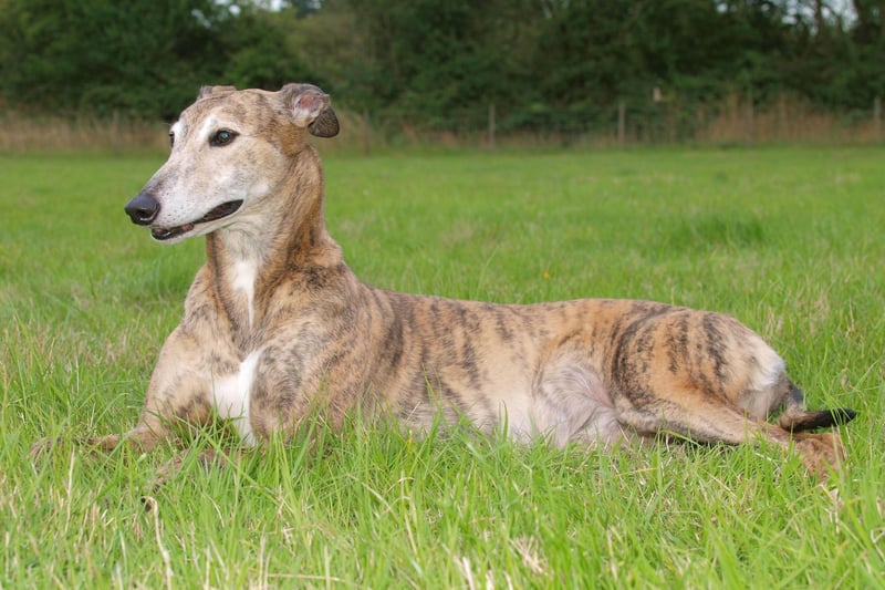 Greyhounds are gentle and affectionate dogs that make a great companion for people later in life. Adopting one of the many adult Greyhounds looking for a new home can also mean there's no need to deal with an energetic and untrained puppy.