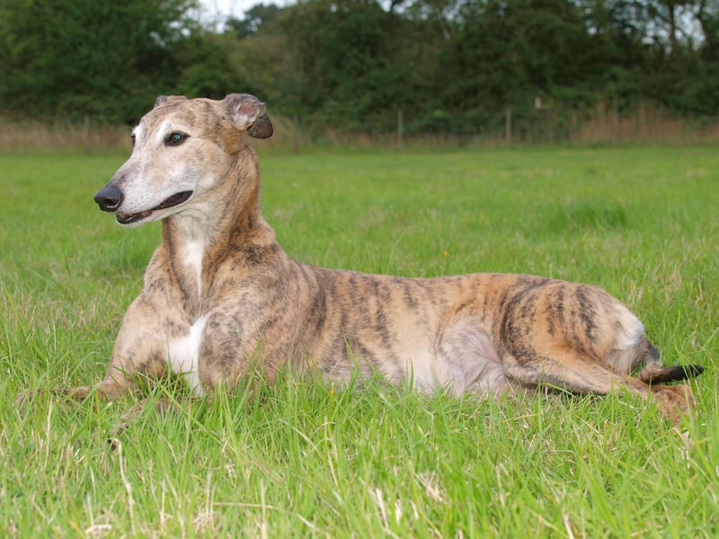 Greyhounds are gentle and affectionate dogs that make a great companion for people later in life. Adopting one of the many adult Greyhounds looking for a new home can also mean there's no need to deal with an energetic and untrained puppy.