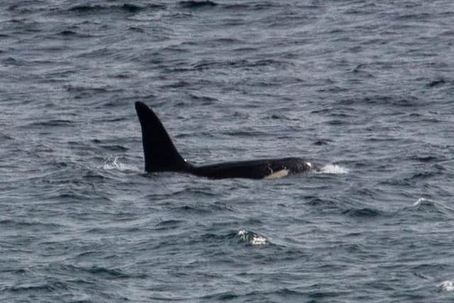 Bull Aquarius, one of Scotland's best-known resident killer whales, was seen off the Cornish coast with pod mate John Coe on 5 May. Picture: ©Will McEnery-Cartwright, Instagram: mc_naturelife