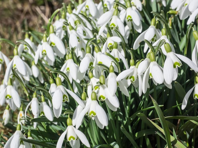 The thousands of Genus Galanthus snowdrops at Cringletie House, near Peebles, are believed to have been planted back in the 18th century during the days of the Crimean War. Carpets of blooms cover the floor of the pretty woodland next to a picturesque waterfall, while there's a tearoom for refreshments.