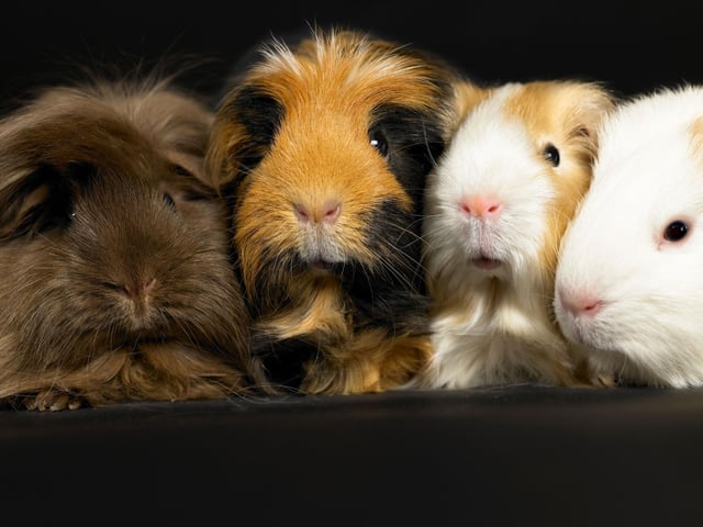Guinea Pigs enjoyed a surge in popularity over the pandemic - 1.3 per cent of UK households now have one of the adorable creatures who originally came from South America.