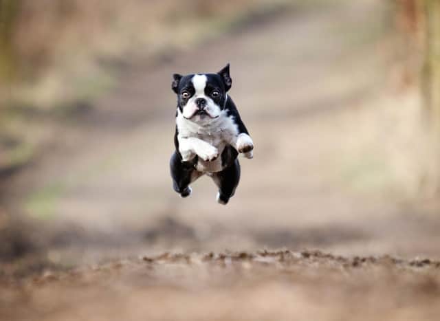 How much do you know about the adorable Boston Terrier?