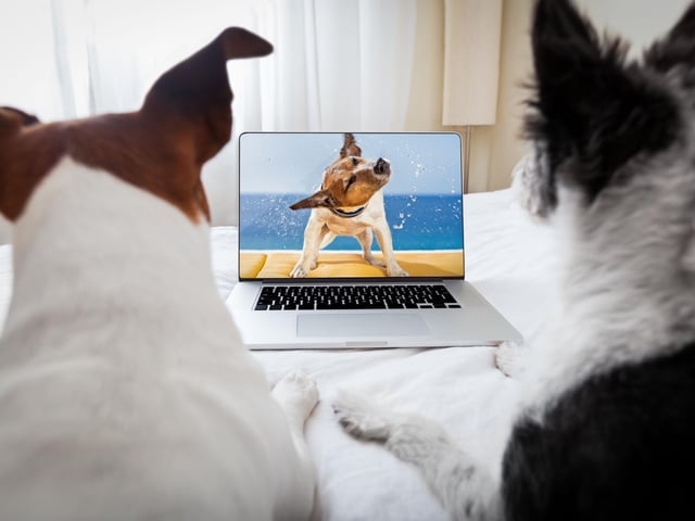 Unlike humans, dogs don’t talk during the good parts. It’s been proven that sleeping next to your furry companion is beneficial for you both, it can lower depression and anxiety, increases oxytocin (the love chemical), and can help you to relax. Looking for a new series to binge? Set aside an evening where you and your pup get tucked up in bed and watch a show.