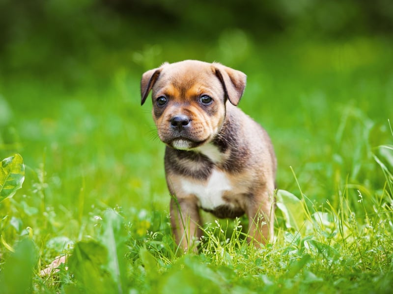 Sir Percy FitzPatrick’s much-loved book Jock of the Bushveld, published in 1907, the titular hero was a Staffordshire Bull Terrier cross.