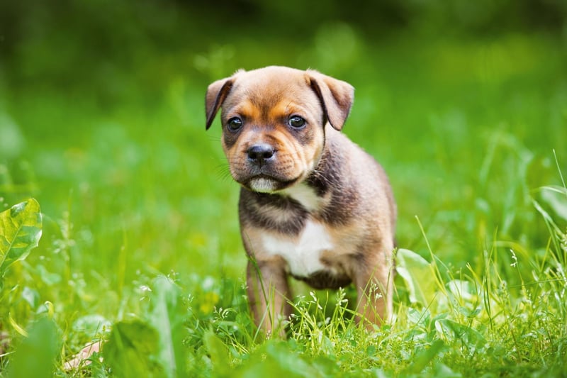 Sir Percy FitzPatrick’s much-loved book Jock of the Bushveld, published in 1907, the titular hero was a Staffordshire Bull Terrier cross.