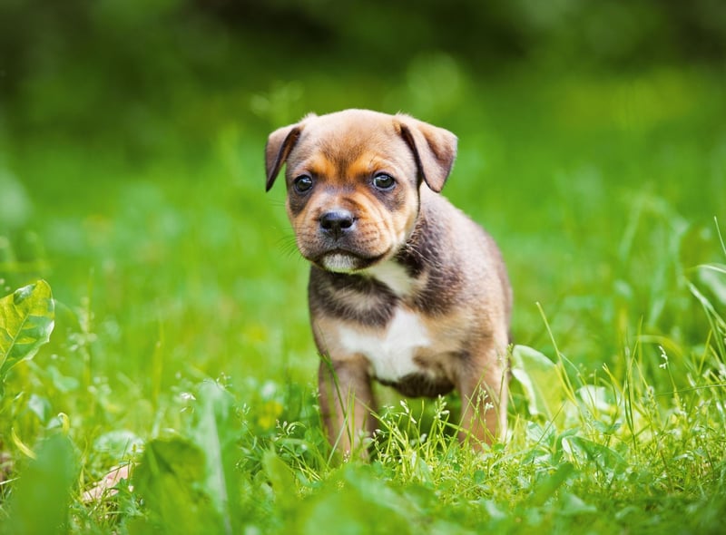 Sir Percy FitzPatrick’s much-loved book Jock of the Bushveld, published in 1907, the titular hero was a Staffordshire Bull Terrier cross.
