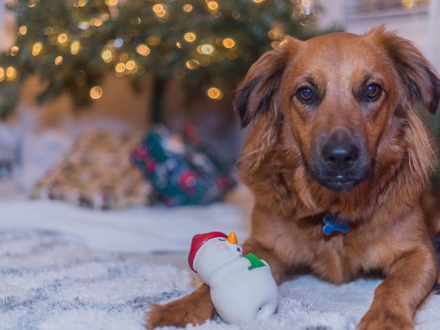 Many dogs will be fascinated by twinkling fairy lights, but curious pups can get tangled up in cables, or risk an electric shock by chewing them. Dog owners need to be very careful regarding how much wiring is exposed. One way to conceal your cords would be to hide them under a rug, with the wiring taped to the floor to keep firmly in place. Another method of limiting exposed wiring would be to tape them along the skirting board, which you may even want to cover with another piece of furniture to be extra safe.