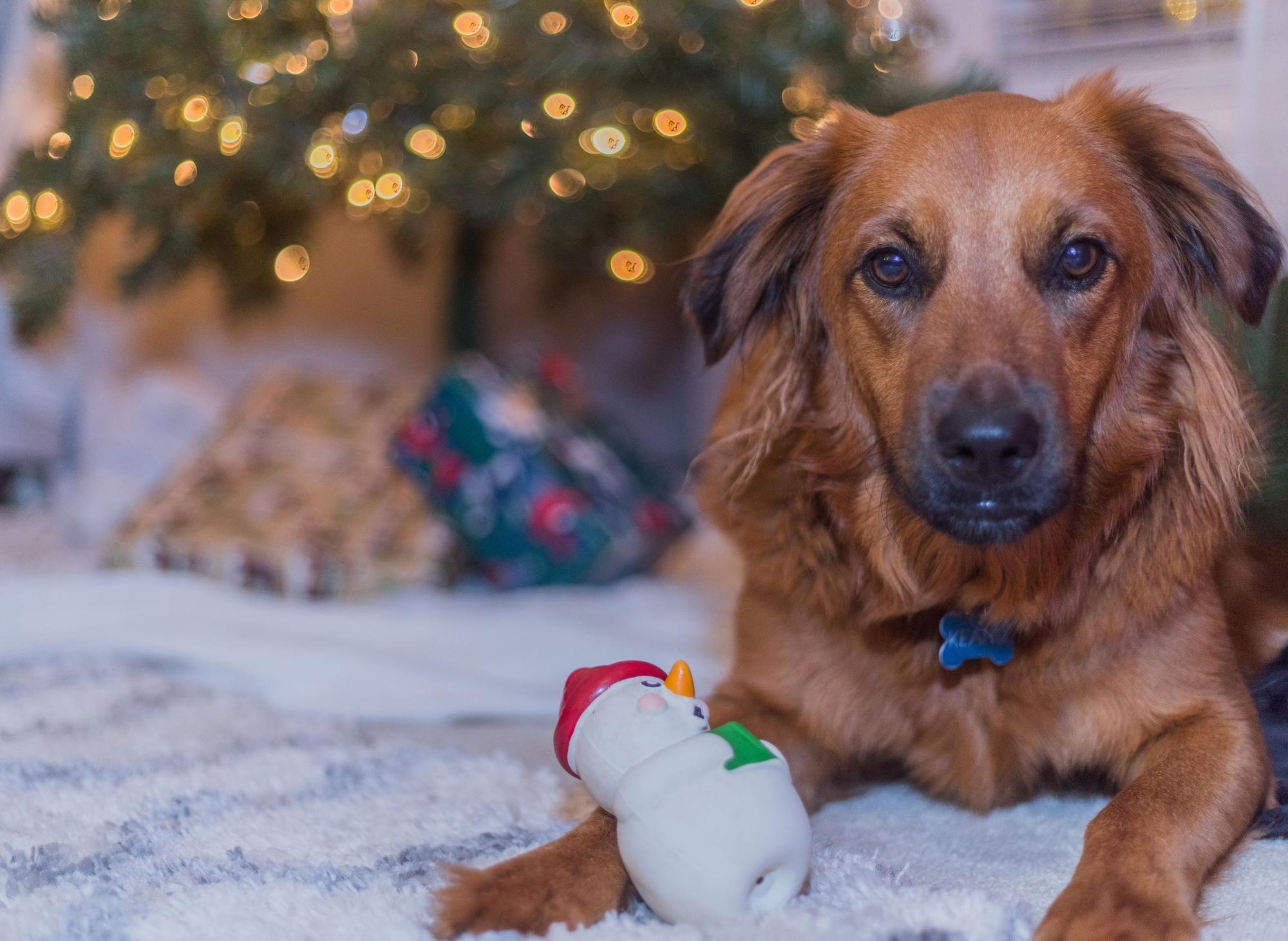 How To Keep Dog From Destroying Christmas Tree
