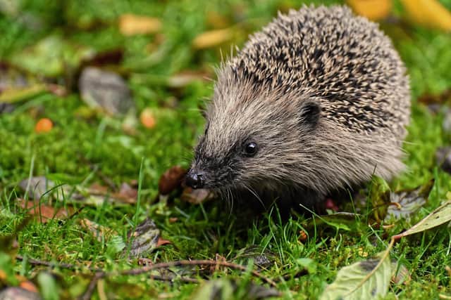 The National Wildlife Rescue Centre treated 4,908 wild animals, 74% of which were successfully released back to the wild, including hedgehogs.