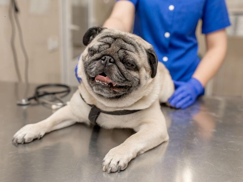 Pugs are brachycephalic dogs (flat-faced) meaning they are liable to develop health issues that others are not - particularly breathing problems. These bundles of fur can also have problems with dermatitis and eye infections.