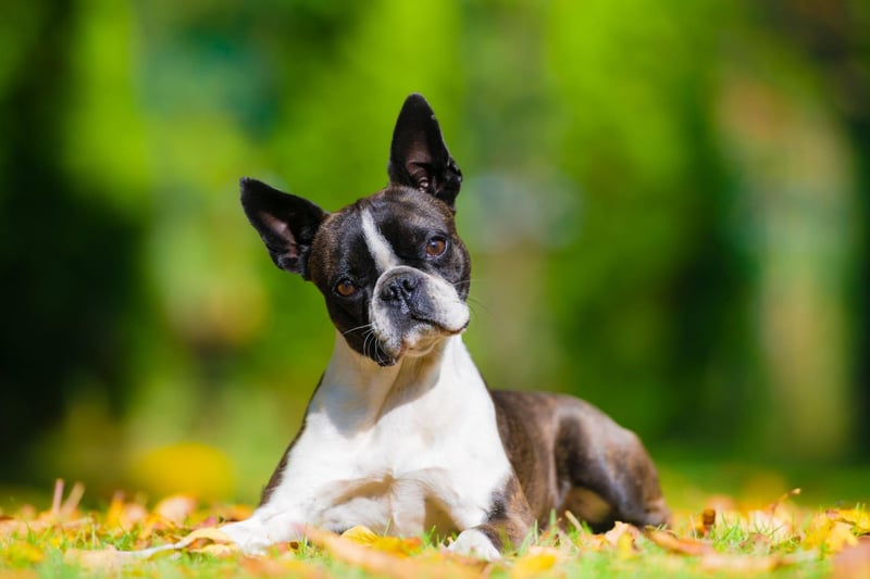 The Boston Terrier has seen its popularity increase by an impressive 889 per cent since 1997. Originally bred to be fighting dogs, they now make wonderful companion animals.