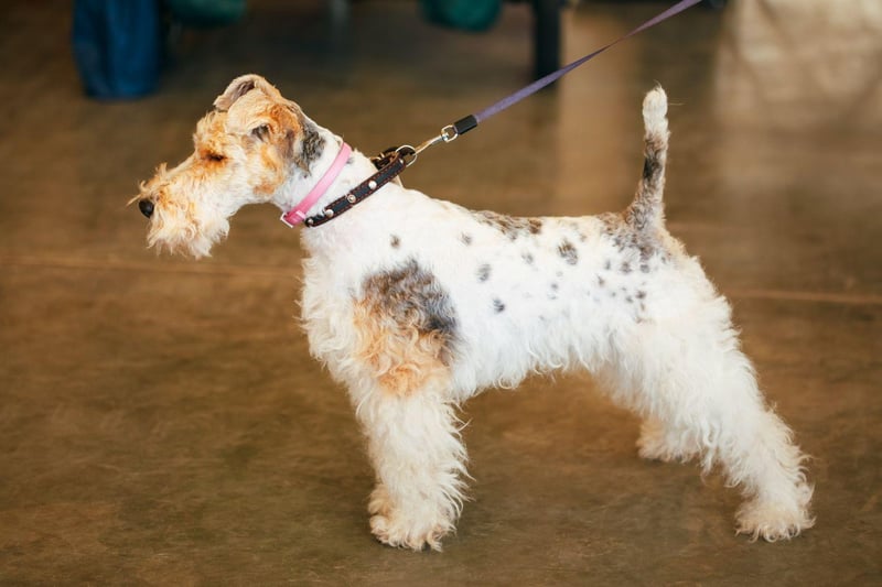 Originally bred to chase small game down burrows, the Wire Fox Terrier is equally at home above ground in the show ring. It's the final breed to dog to have won Best of Show at Crufts three times.