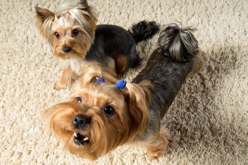 The Yorkshire Terrier, or Yorkie, is another small dog that can make a big noise. There are very few occasions that do not warrant a spirited barking notification.