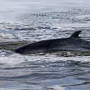 A minke whale, as the loud noise made by deep sea mining could pose a grave danger to whales and other sea creatures that use sound to communicate, scientists have said. Picture: Yui Mok/PA Wire