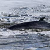 A minke whale, as the loud noise made by deep sea mining could pose a grave danger to whales and other sea creatures that use sound to communicate, scientists have said. Picture: Yui Mok/PA Wire