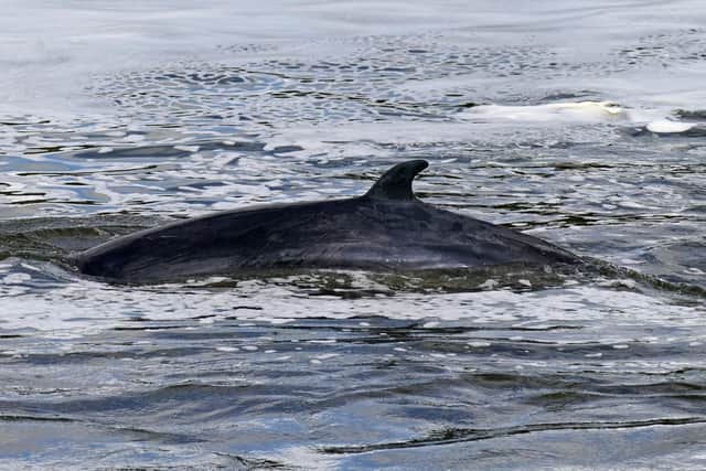 A minke whale, as the loud noise made by deep sea mining could pose a grave danger to whales and other sea creatures that use sound to communicate, scientists have said. Picture: Yui Mok/PA Wire