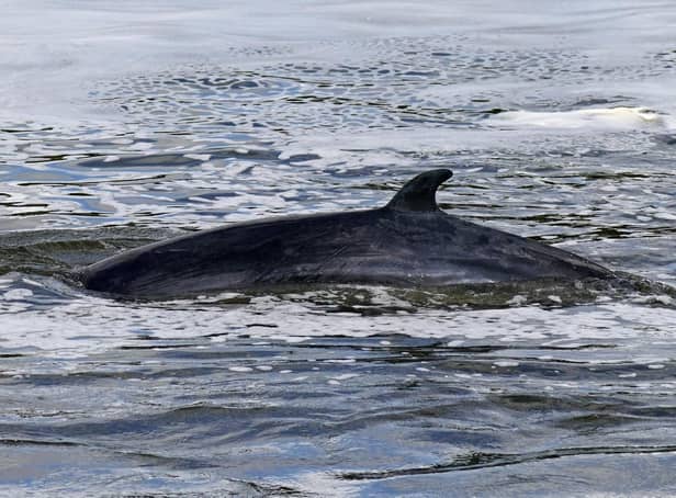 A minke whale, as the loud noise made by deep sea mining could pose a grave danger to whales and other sea creatures that use sound to communicate, scientists have said. Picture: Yui Mok/PA Wire