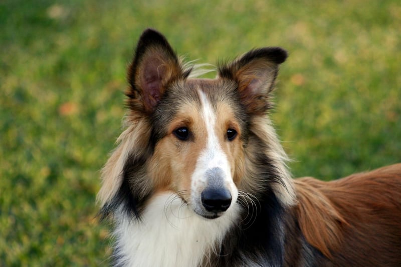 The Shetland Sheepdog is another dog that has been bred to herd sheep, meaning teaching it to simply 'sit and stay' should be easy.